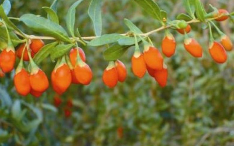 Jagode goji in japonska nešplja