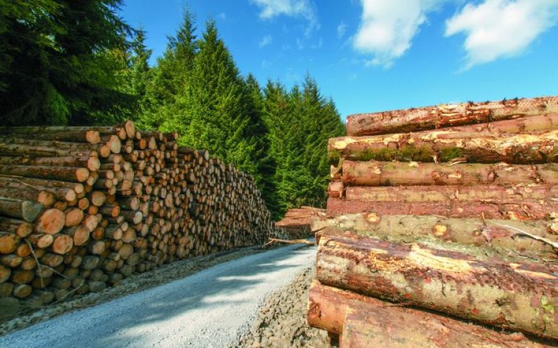 Nočna mora iz podrtih gozdov, les, gozdarstvo, debla