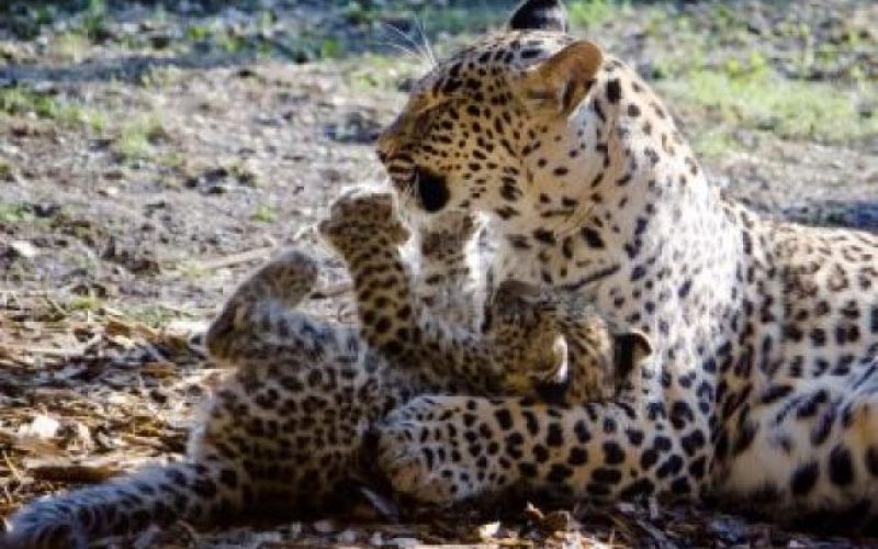 Živahna leopardja mladička