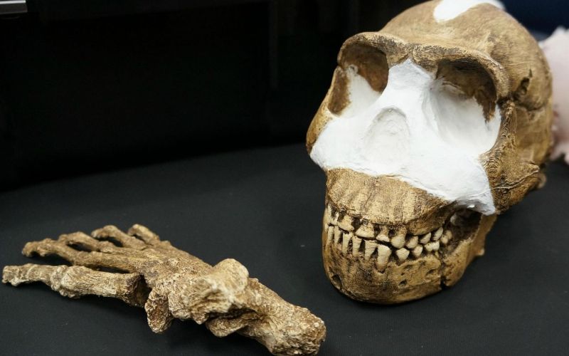 Homo naledi 1.jpg
