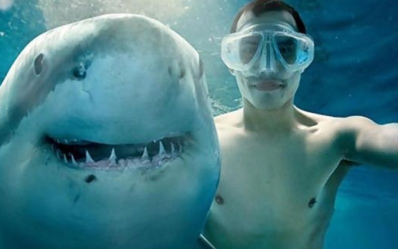 selfi, morski pes.jpg