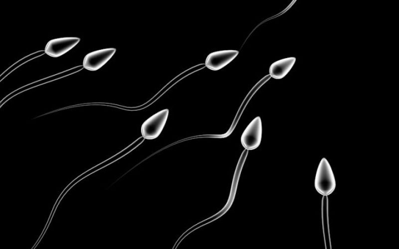 sperma
