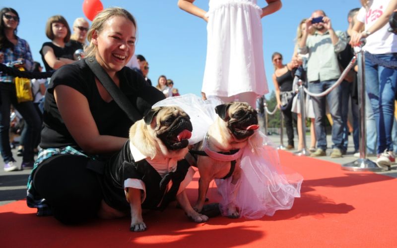 Dog fest 041015 1620_1000x0.jpg