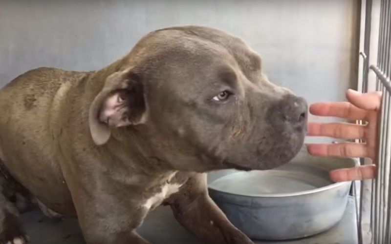 pitbull.jpg