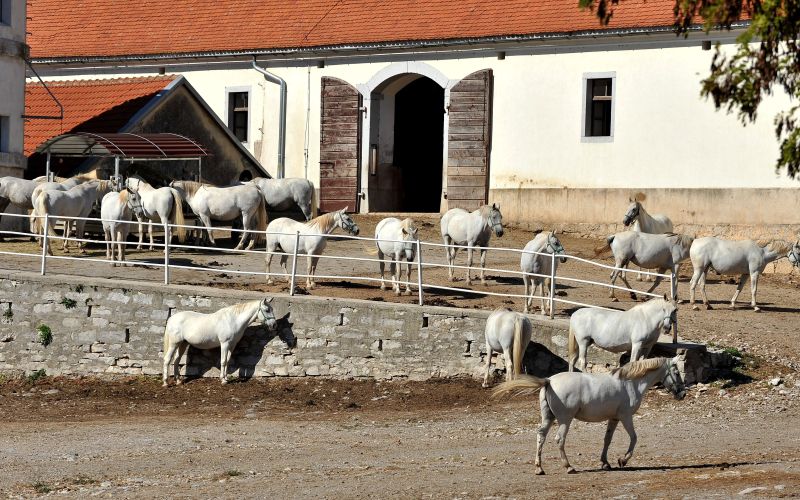 Kdo bo šef Kobilarne Lipica?