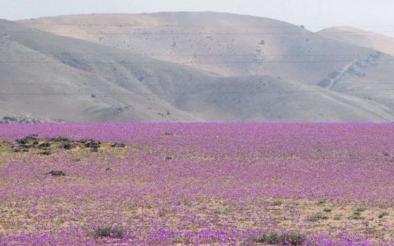 atacama.jpg