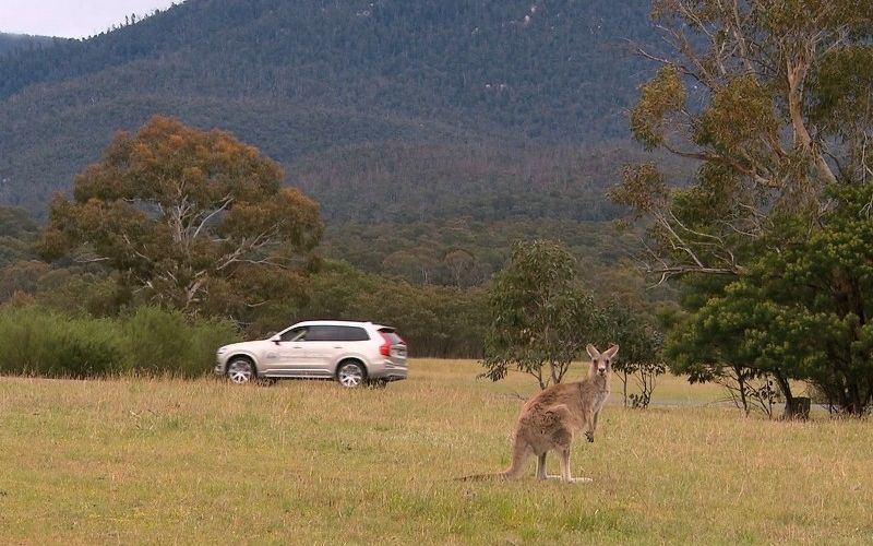 wcf-volvo-kangaroo-detection-technology-volvo-kangaroo-detection-technology