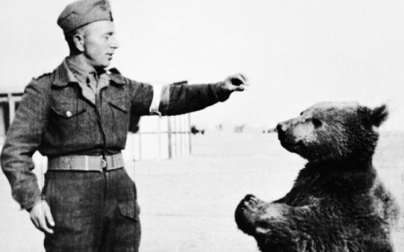 Medved Wojtek.jpg