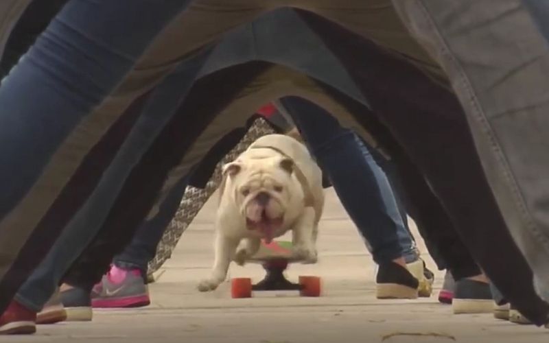 buldog oto.jpg
