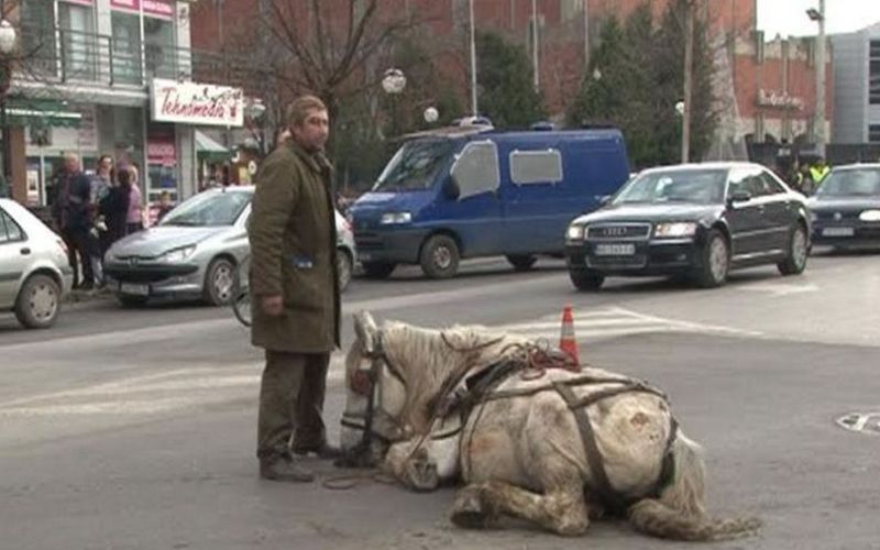 Nesrečni konj