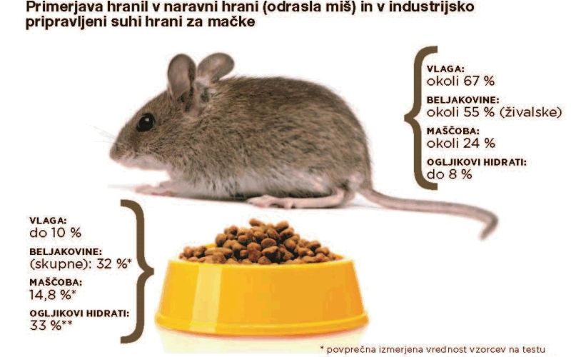 _maca.jpg