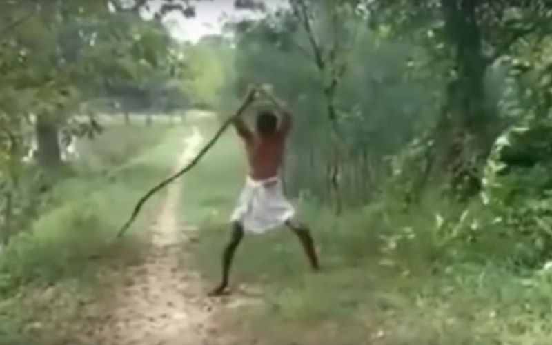 kobra kerala moški.jpg