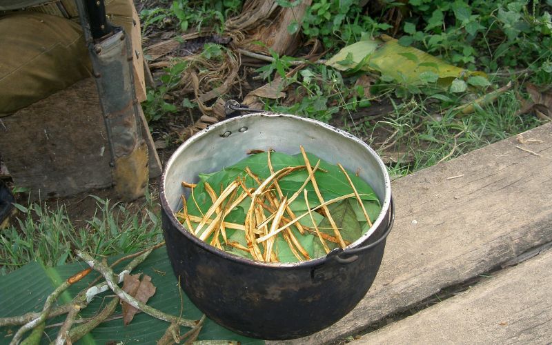 ayahuasca.JPG