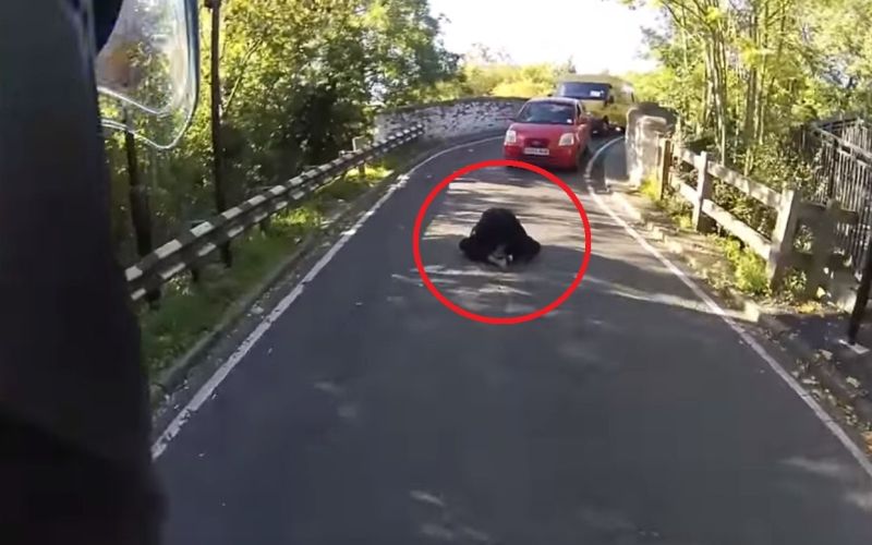 Motorist, samomorilka.jpg