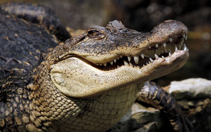 Krokodil.jpg