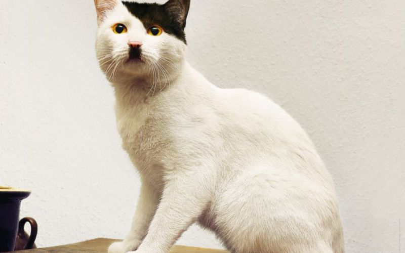 hitlercat