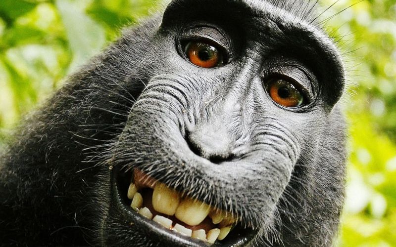 Makaka, opica, selfie.jpg