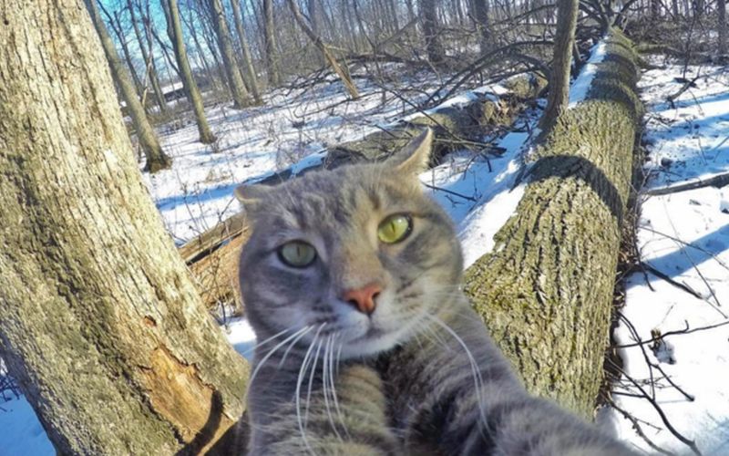 maček selfie Manny.jpg