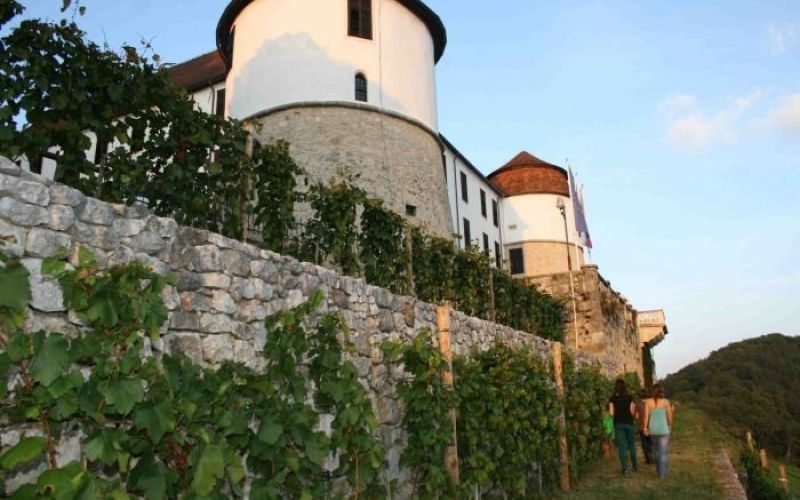 grajski_vinograd.jpg