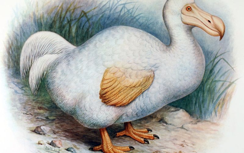 dodo