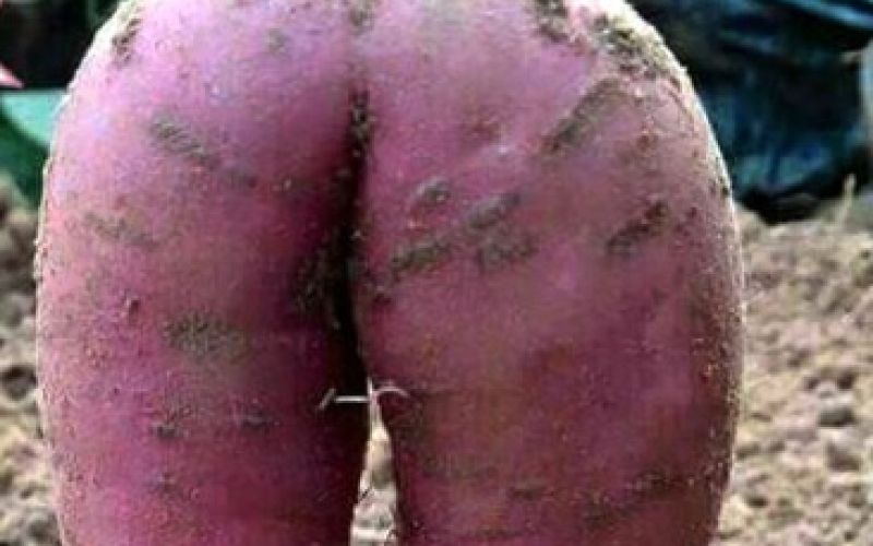 funny-vegetables-p_3513949k.jpg
