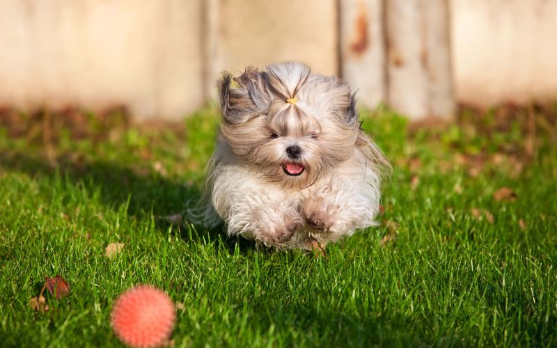 shih tzu, shitsu