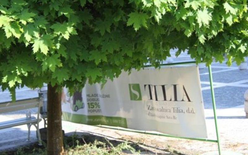 tilia_2011_bdg0101.jpg
