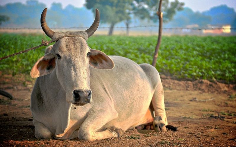 indian-cow.jpg