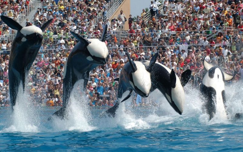 SeaWorld, orka, kit ubijalec.jpg