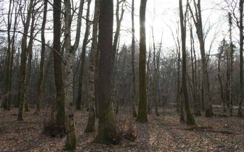 krakovo0001.jpg