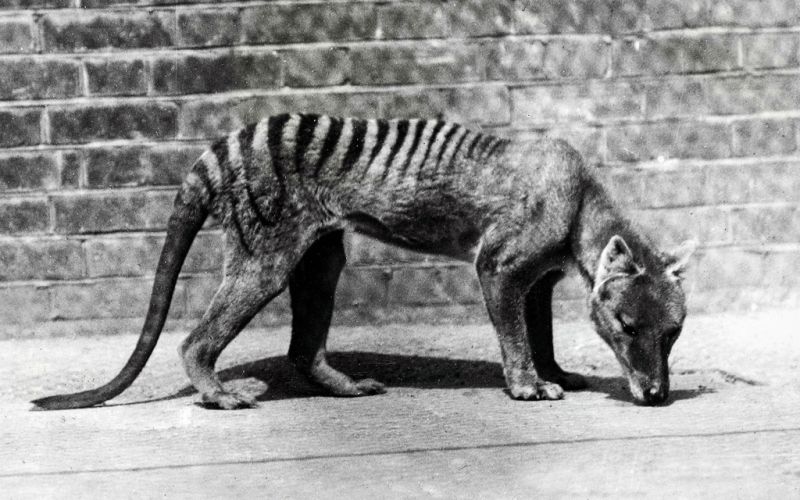 tasmanski tiger