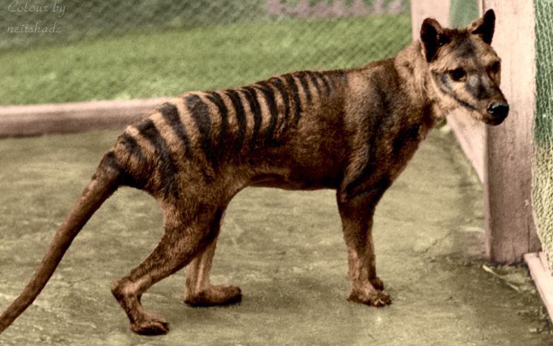 tasmanski tiger1