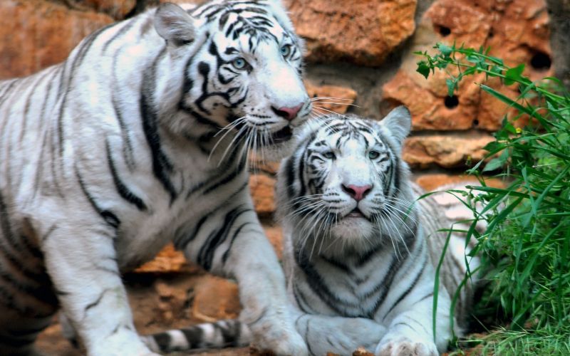 beli tiger