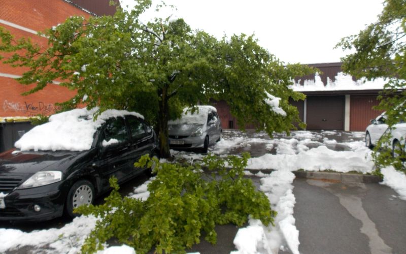 sneg, polomljeno drevje2.jpg