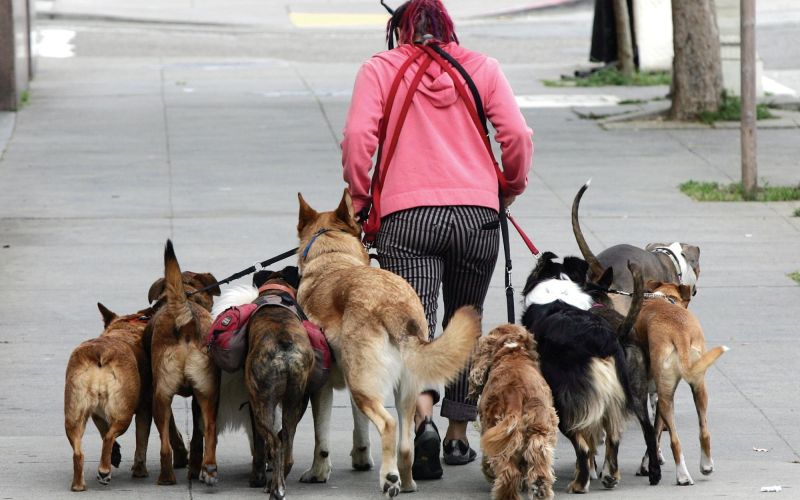 dog_walker