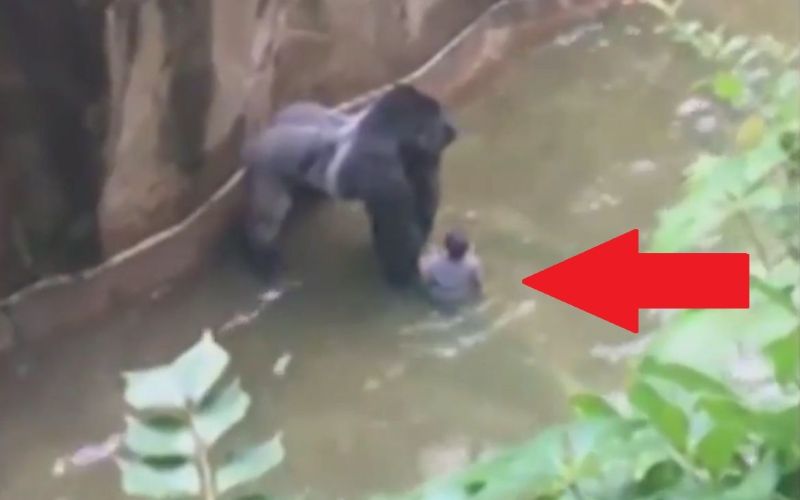 Gorila Harambe.jpg