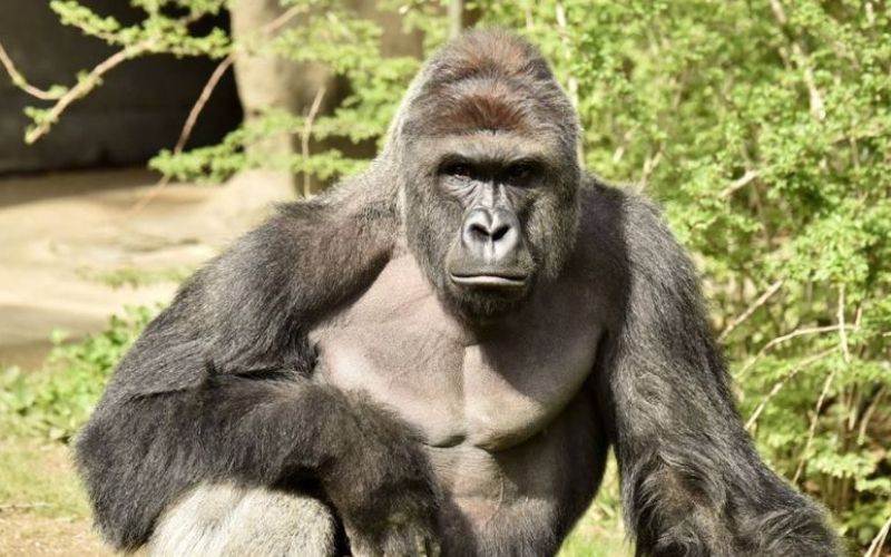 Gorila, Harambe.jpg