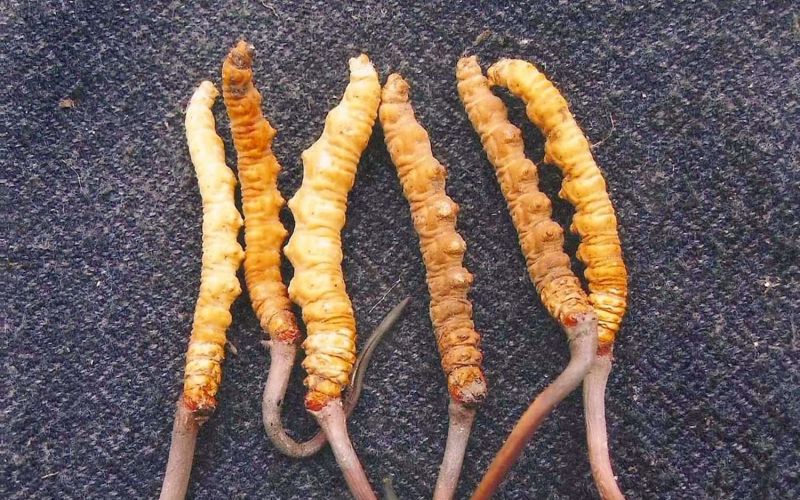 himalajska viagra