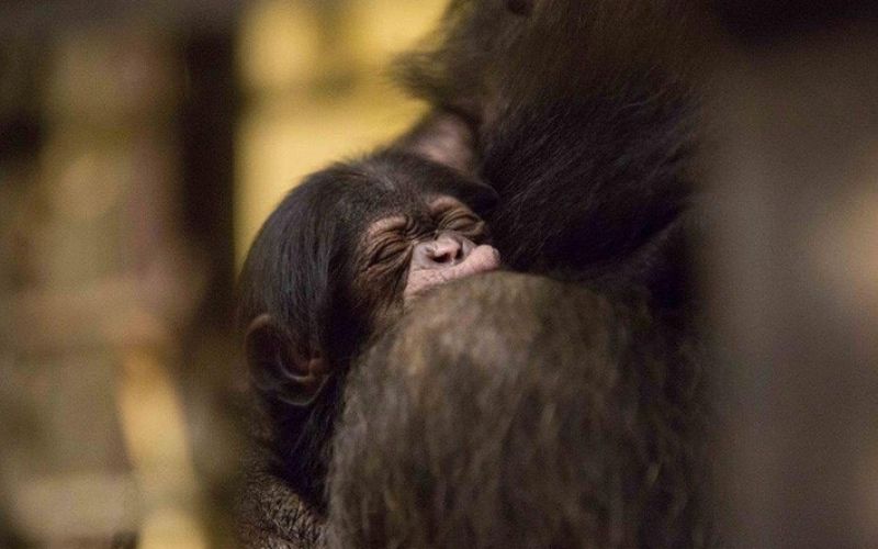 Šimpanz ZOO Ljubljana 1.jpg