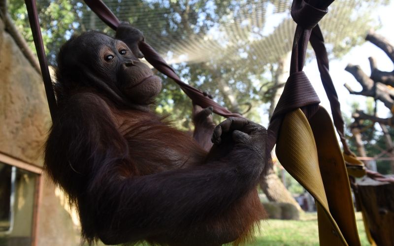 orangutan.jpg