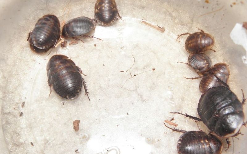 Ščurki, Diploptera punctata.jpg