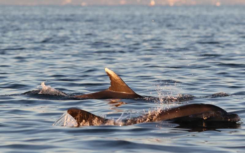 Delfin1_Ana Hace