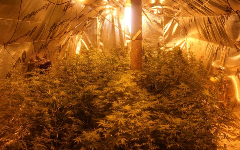 sadike, marihuana.jpg