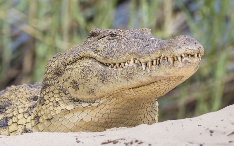 Nilski krokodil.jpg