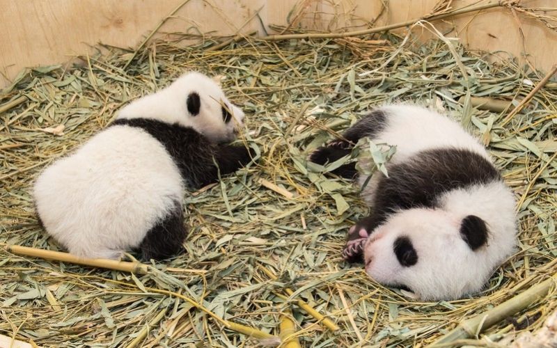 panda