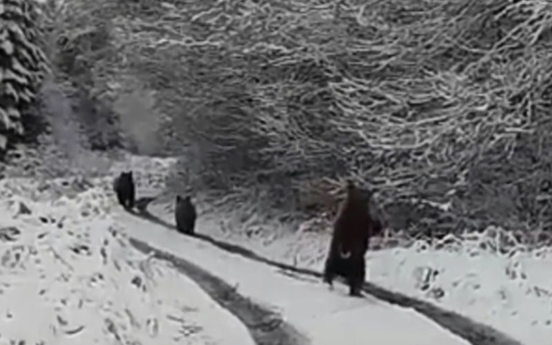 medvedi_pohorje2016.jpg
