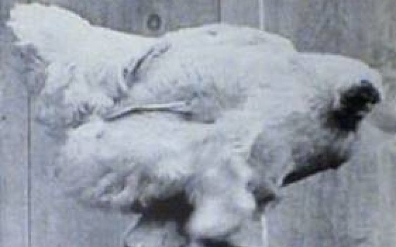 MikeTheHeadlessChicken.jpg