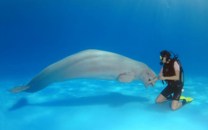 velika_pliskavka, delfin.jpg