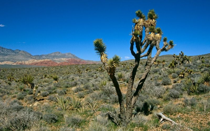 Joshua Tree Park, Kalifornija