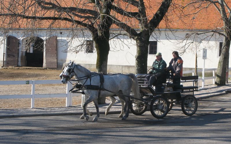 Lipica Turizem je v stečaju.